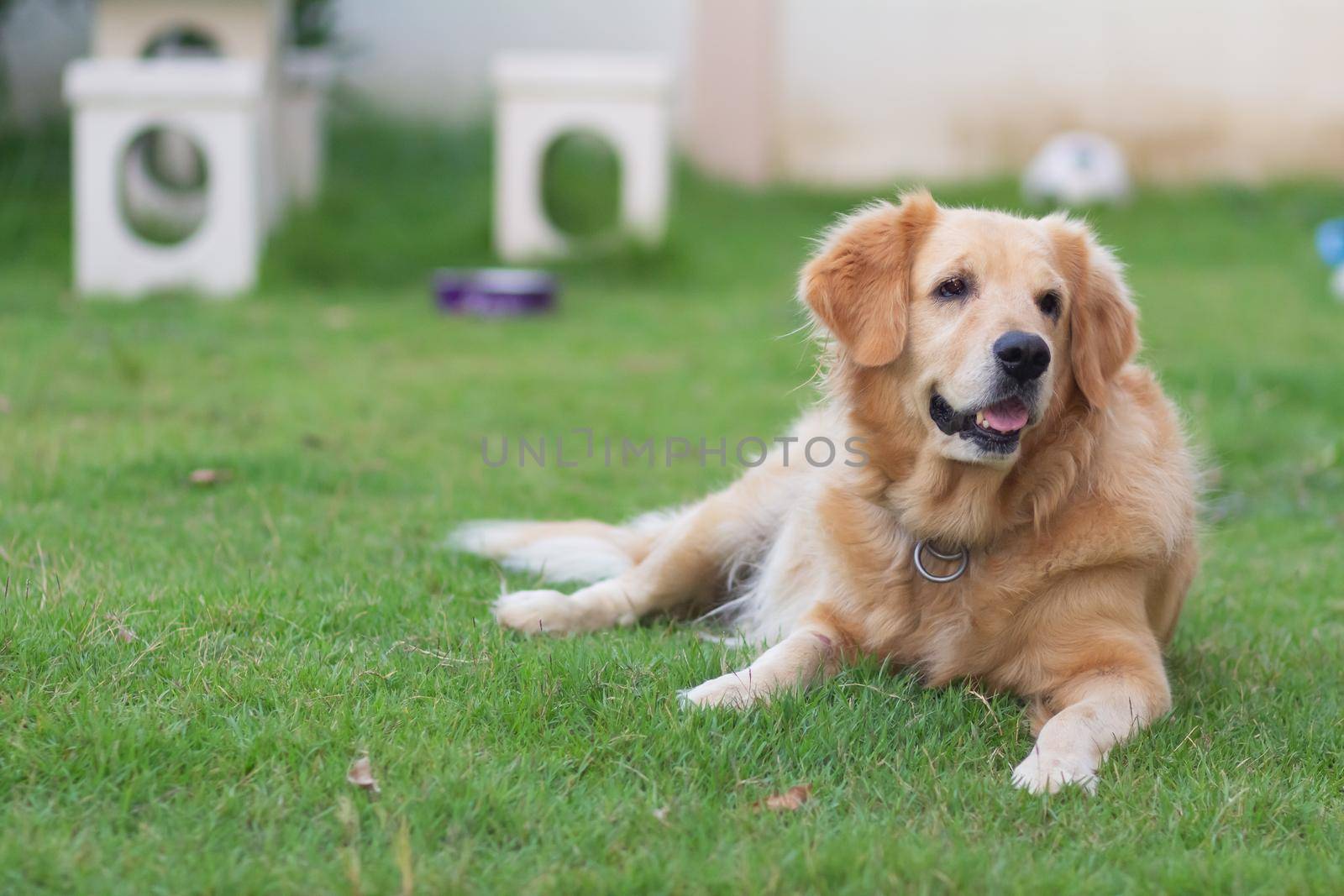 portrait of cute dog golden retriver on the lawn by Wmpix