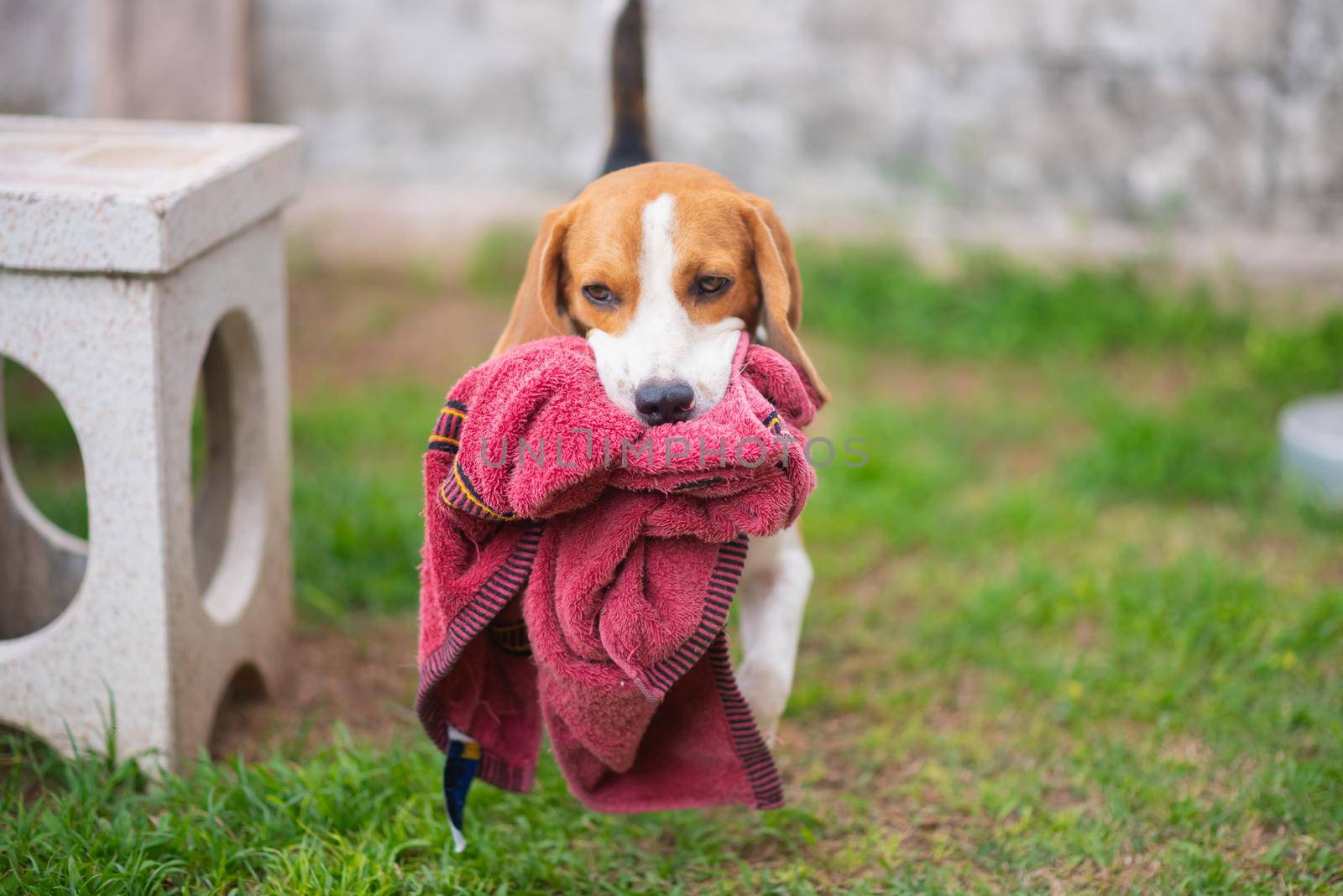 portrait of cute puppy beagle by Wmpix