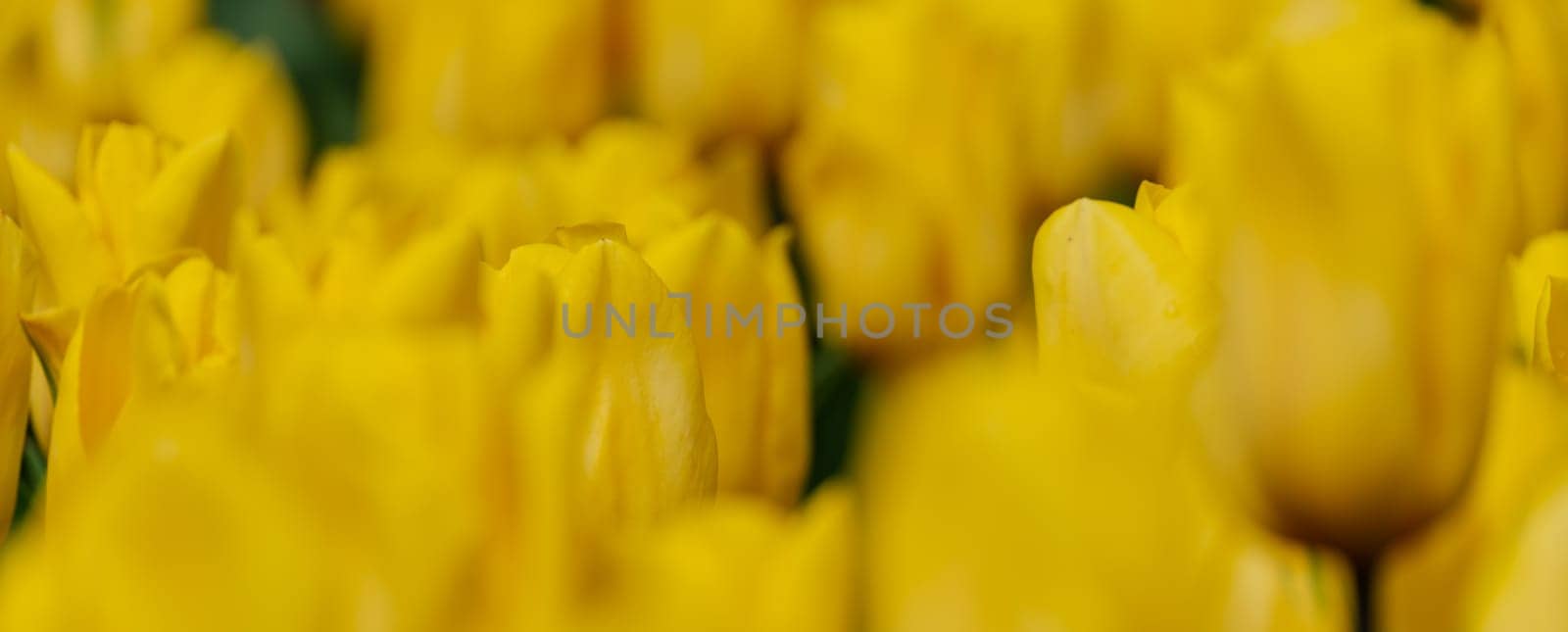 Yellow tulips spring blossoming , bokeh flower background, pastel and soft floral card, selective focus by Matiunina