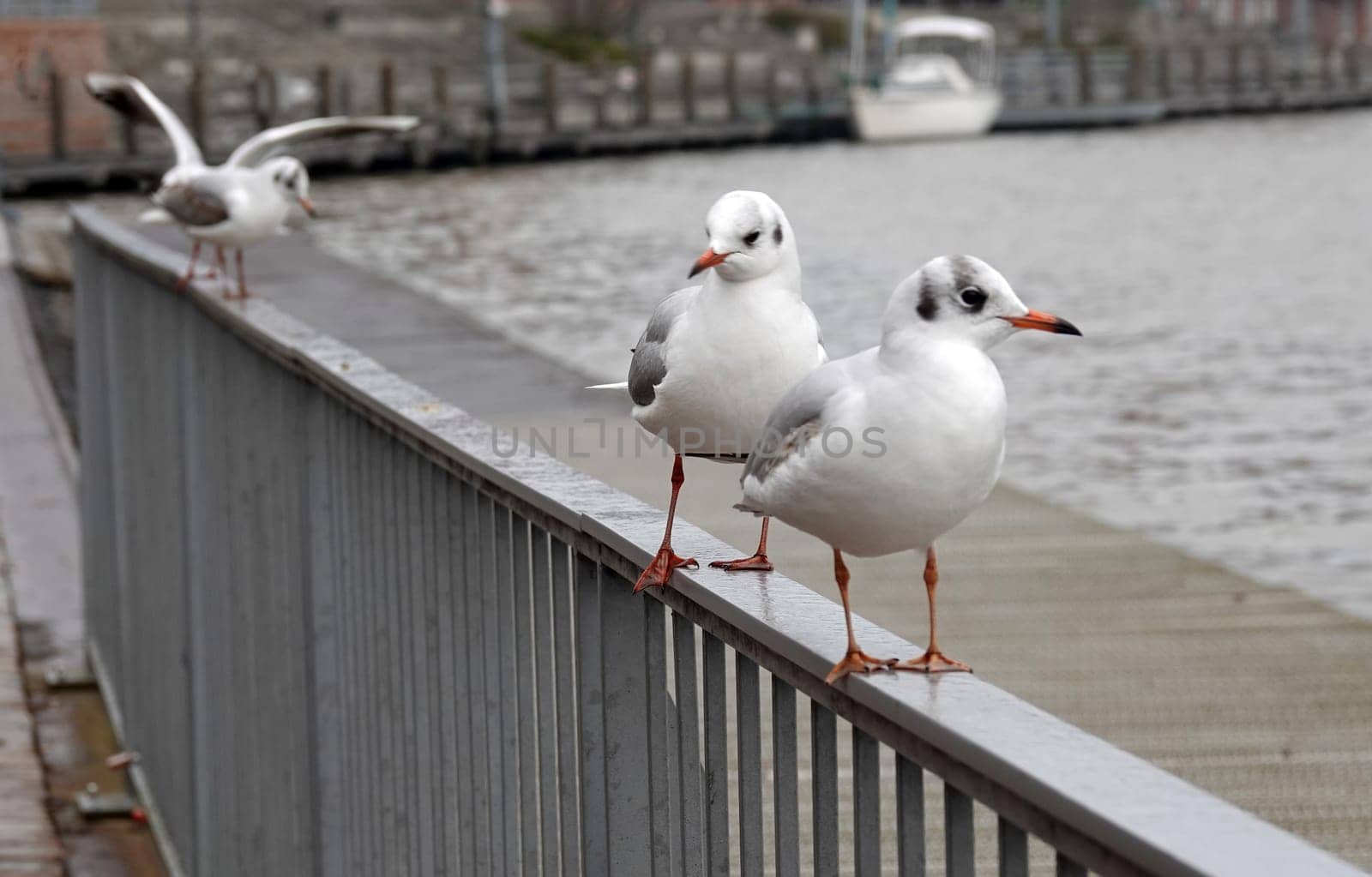 Black-headed gulls in winter  coat waiting for food.