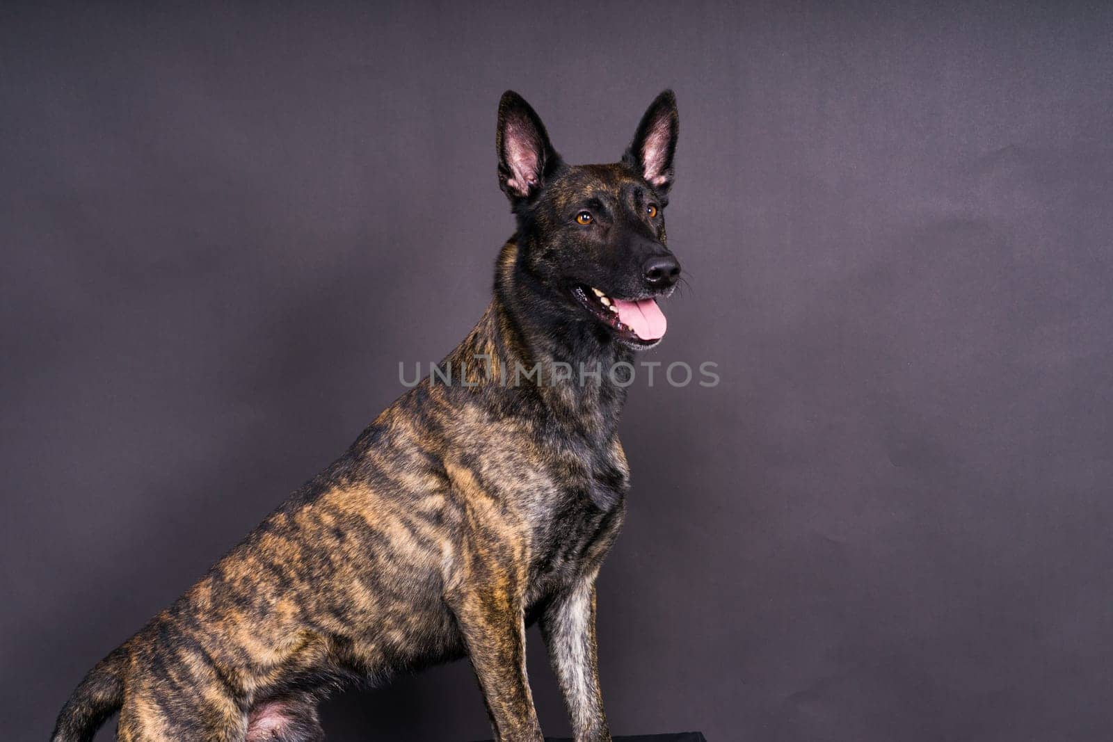 Studio shot of an adorable mixed breed dog sitting on black background. by Zelenin
