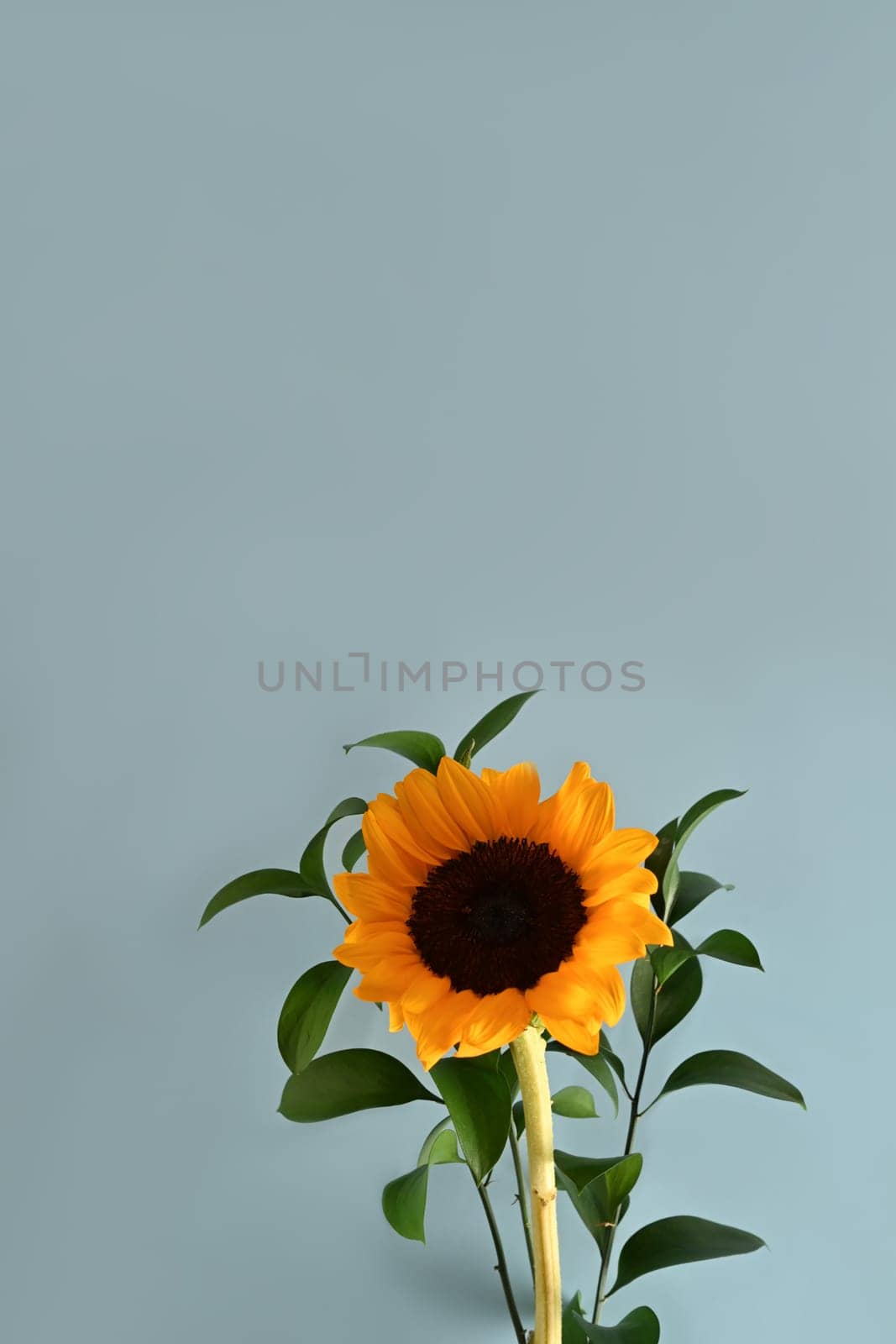 Beautiful sunflowers with leaves on light blue background. Flat lay, top view, copy space, natural background.