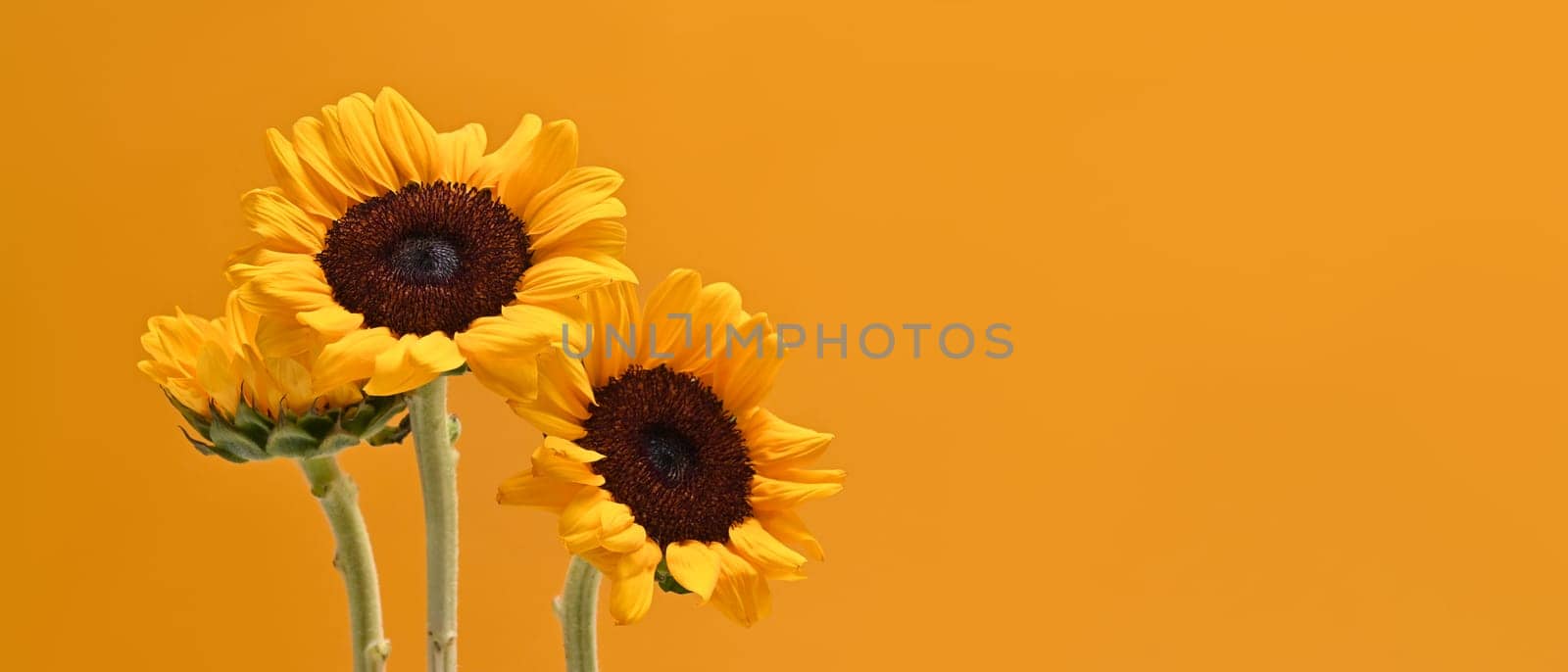 Bouquet of sunflowers on light yellow background with copy space for your text by prathanchorruangsak