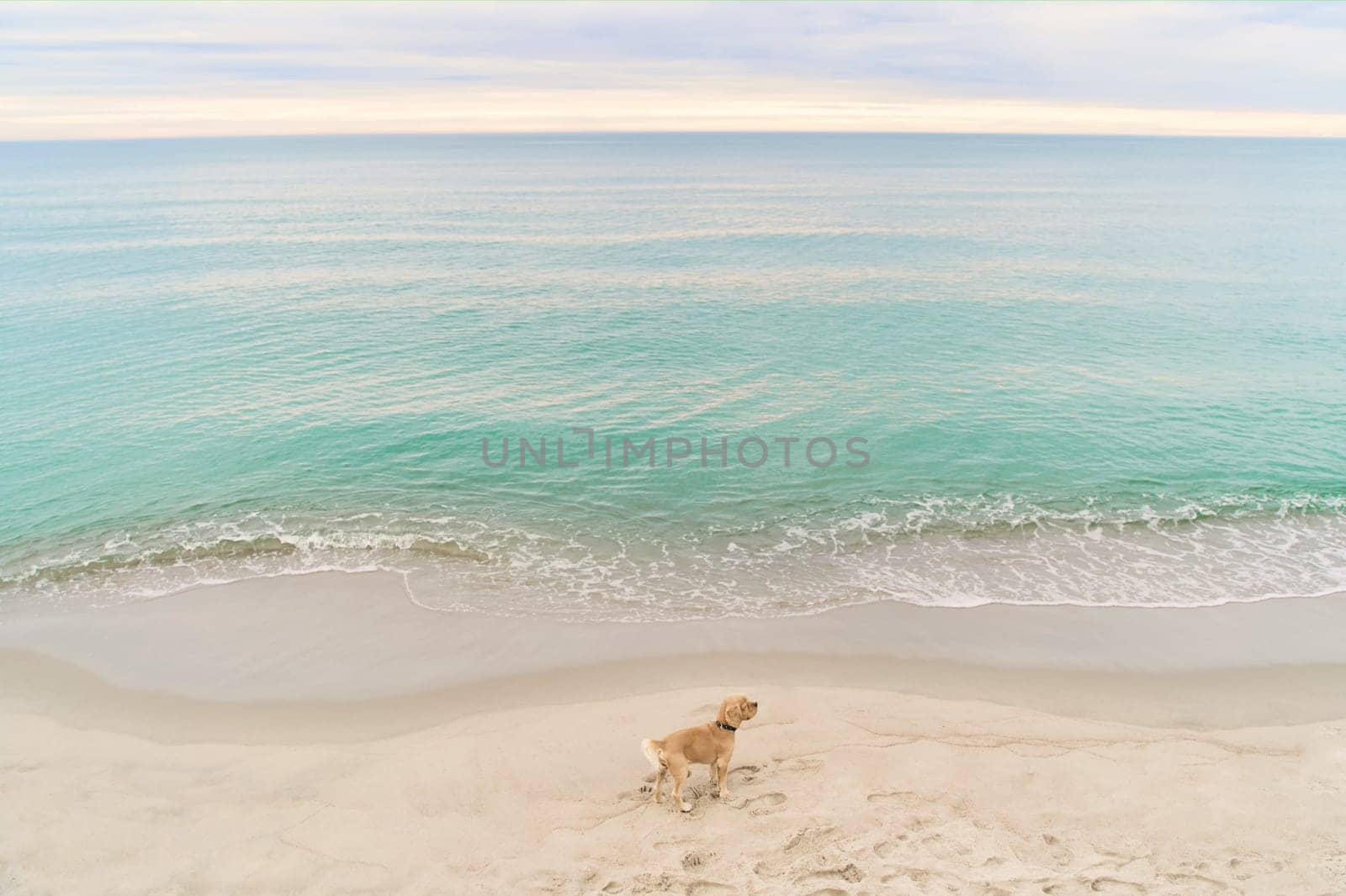 Dog on the beach of the Baltic Sea. Beach in the village of Amber. Beach in Russia with a blue flag. Kaliningrad region.