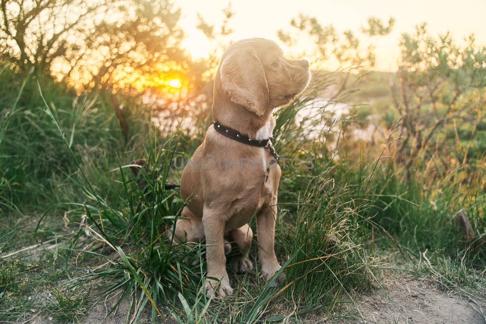 A young american cocker spaniel is sitting on the grass at sunset. High quality photo