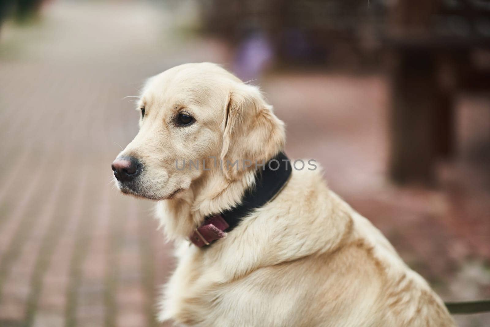 Golden Labrador Retriever with a collar sitting on the street. by driver-s