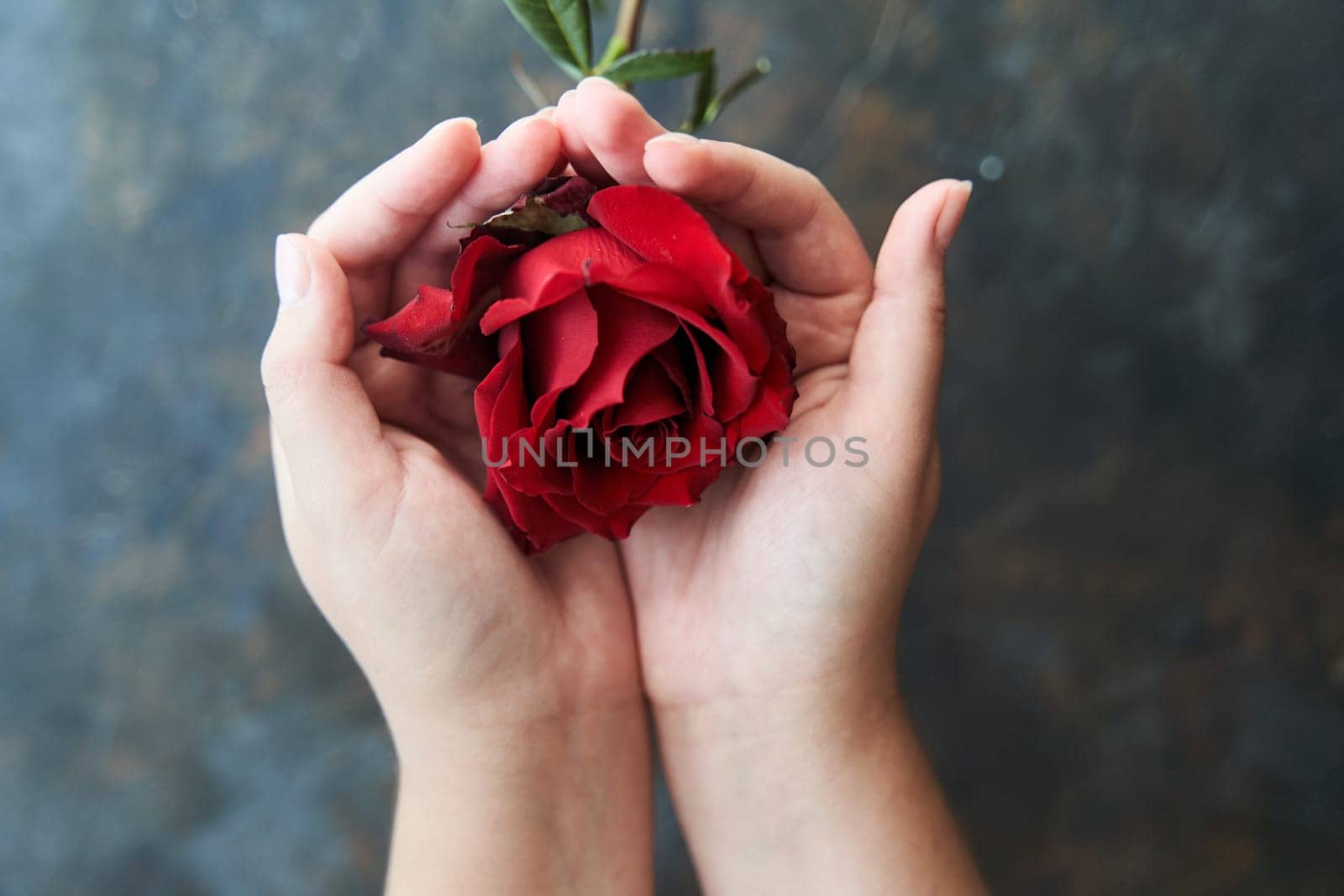 Red rose bud in female hands on a dark background. High-quality photo