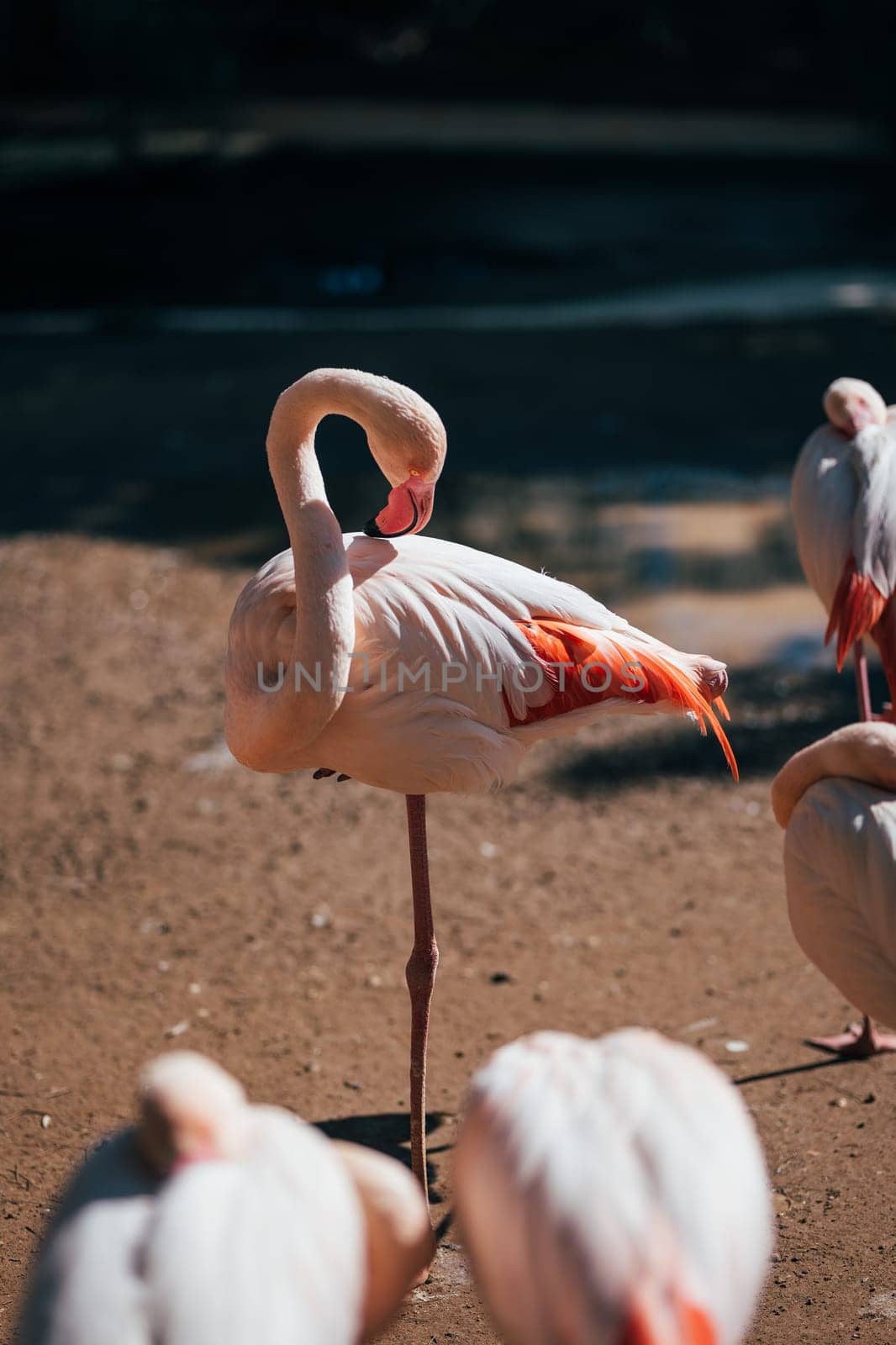Flamingo standing in the nature. Beautiful Display of Animal Wildlife with Beaks and Feathers. by apavlin
