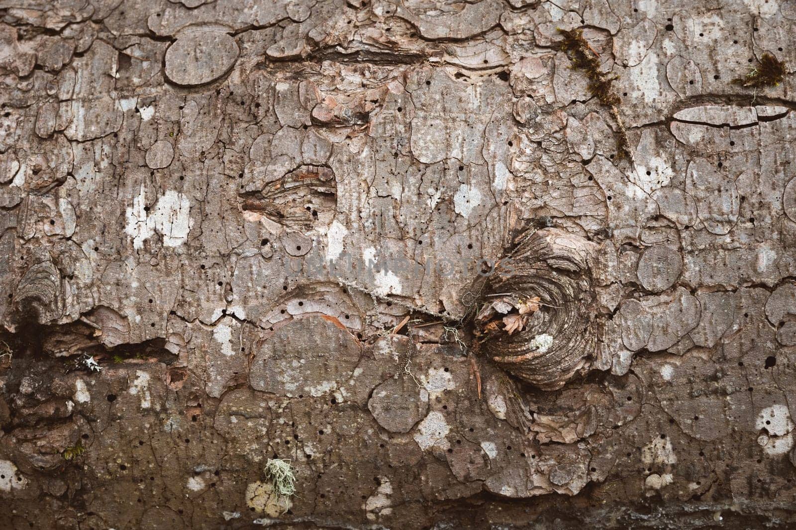 Close up, the imprint of a bark beetle on a piece of bark. the tree was eaten by a bark beetle, dry old tree macro.