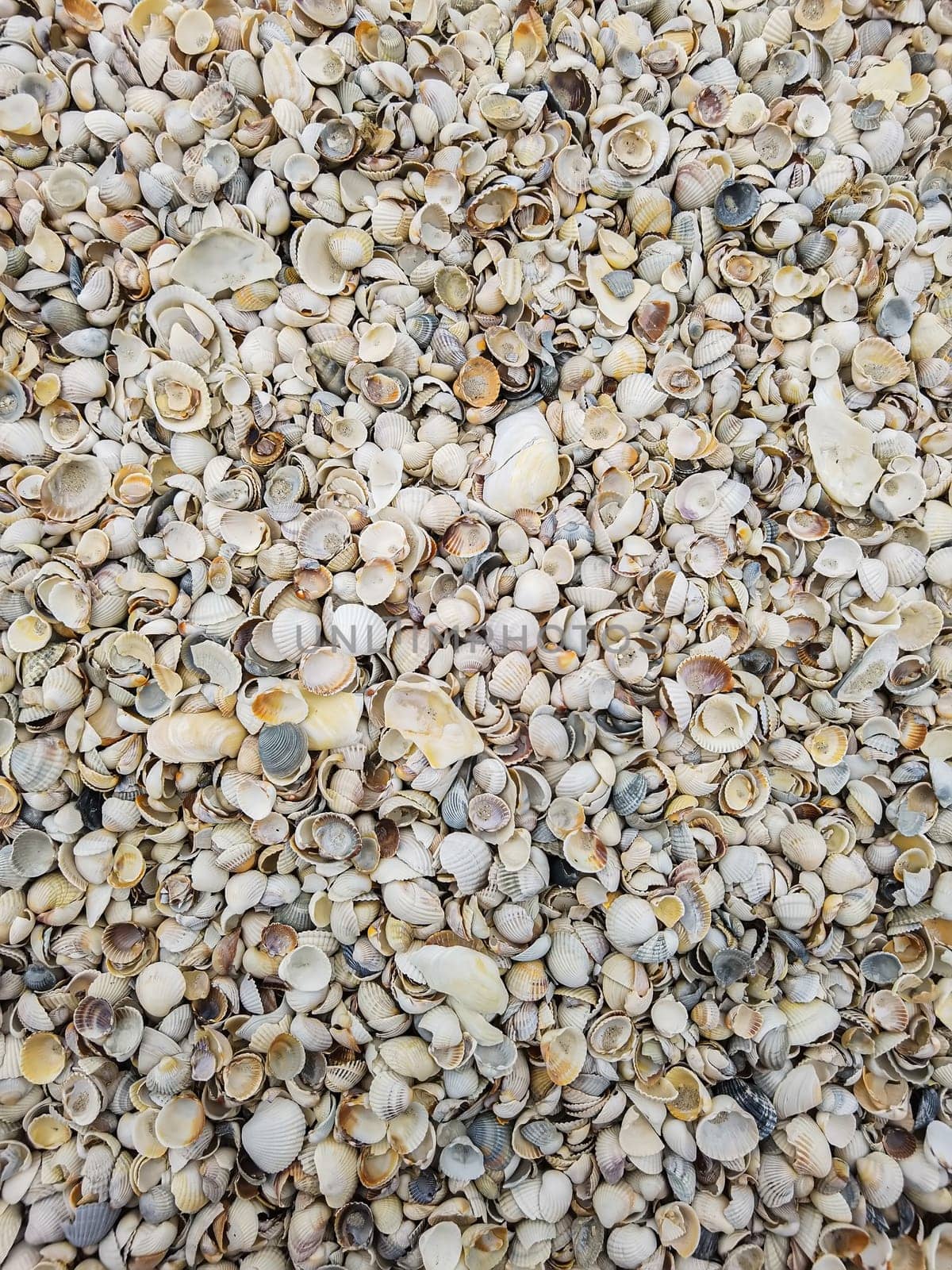 Natural Shell background, texture. Many seashells top view. Shallow dof by sarymsakov