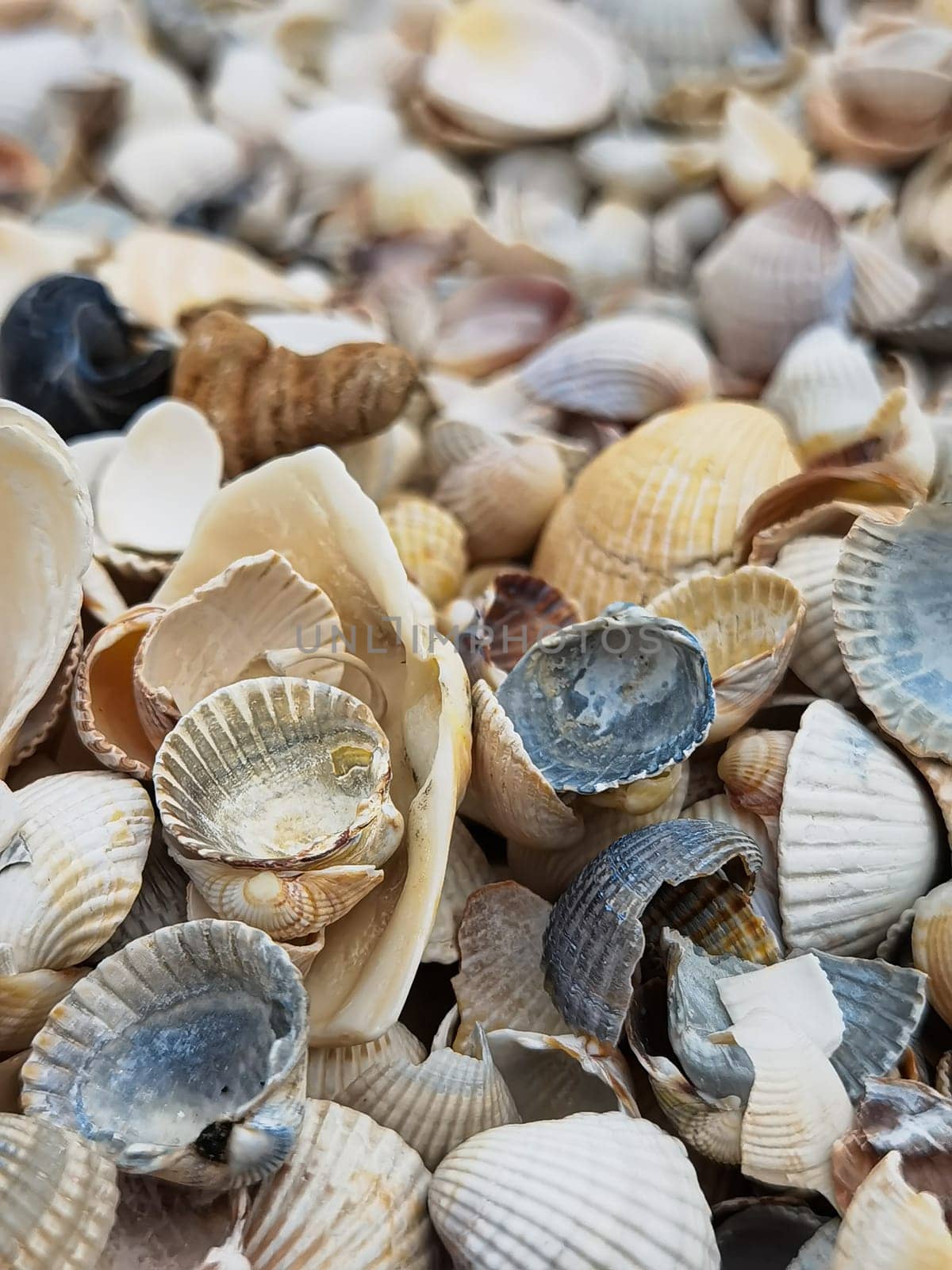 Natural Shell background, texture. Many seashells top view. Shallow dof.