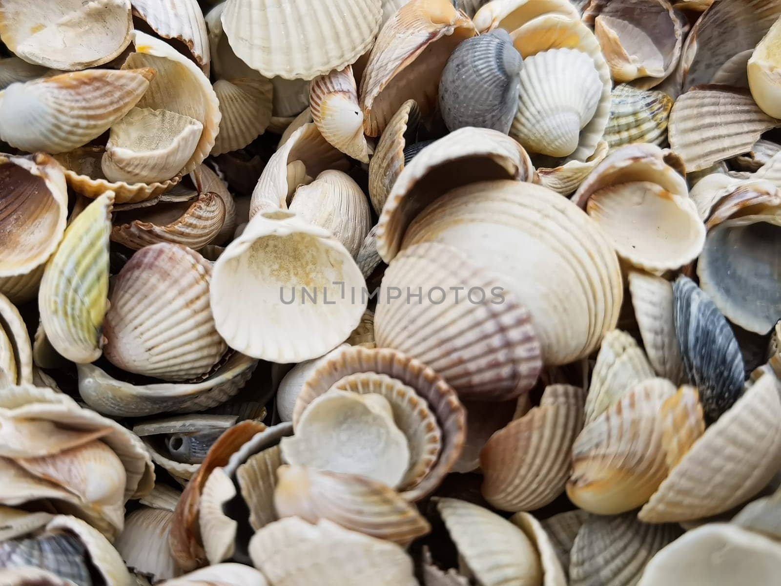 Natural Shell background, texture. Many seashells top view. Shallow dof.