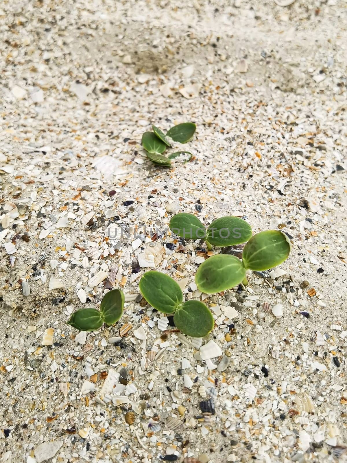 Green sprouts. Strong green sprouts. A young sprouts has sprouted in the sand on the beach. Strong growth. Life on the planet. by sarymsakov