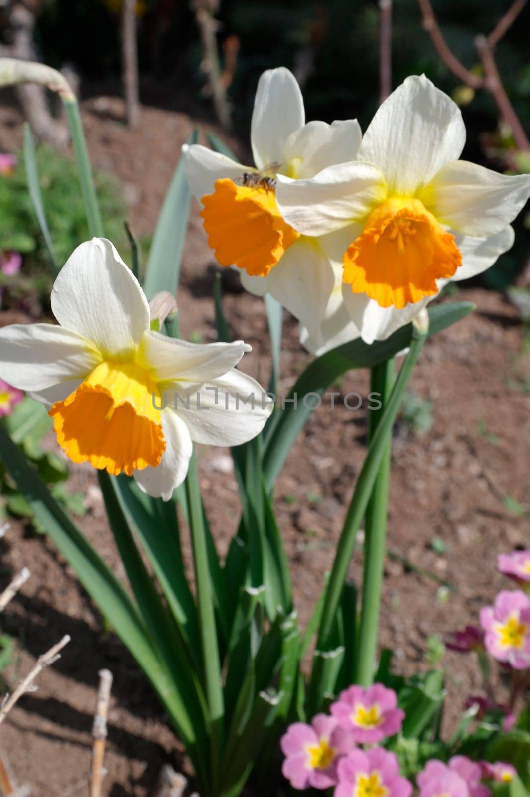 In spring, narcissus (daffodils) bloom in a flower bed.
