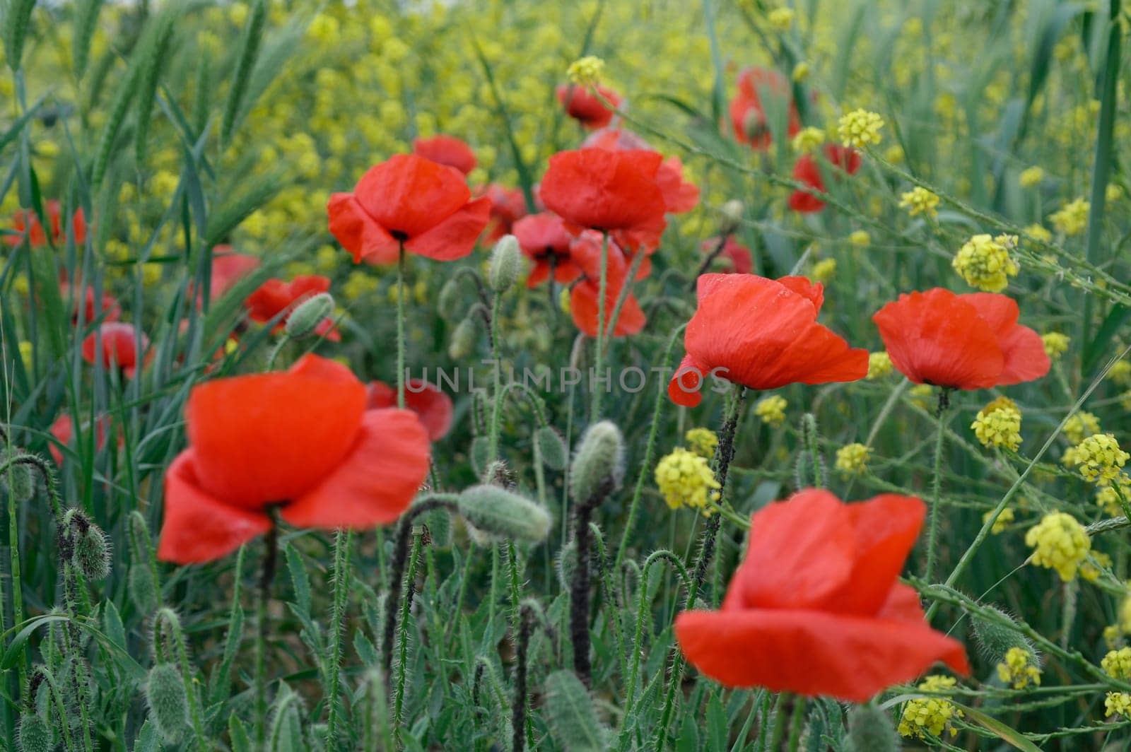 Blooming field red poppies on a summer day by fireFLYart