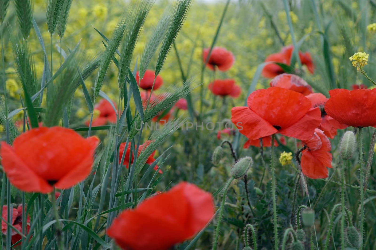 Blooming field red poppies on a summer day by fireFLYart