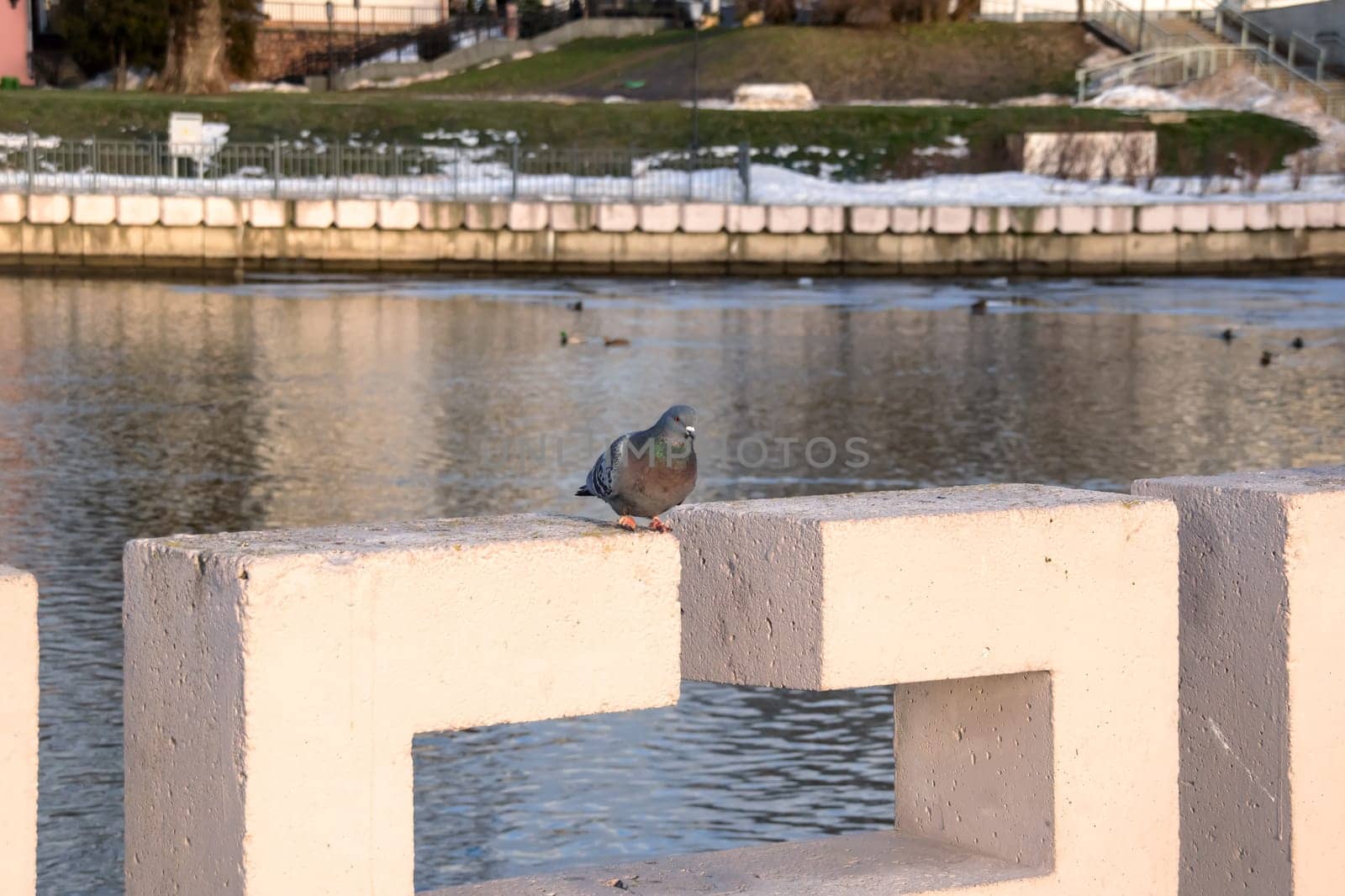 Pigeons sitting on a parapet by the river by Vera1703