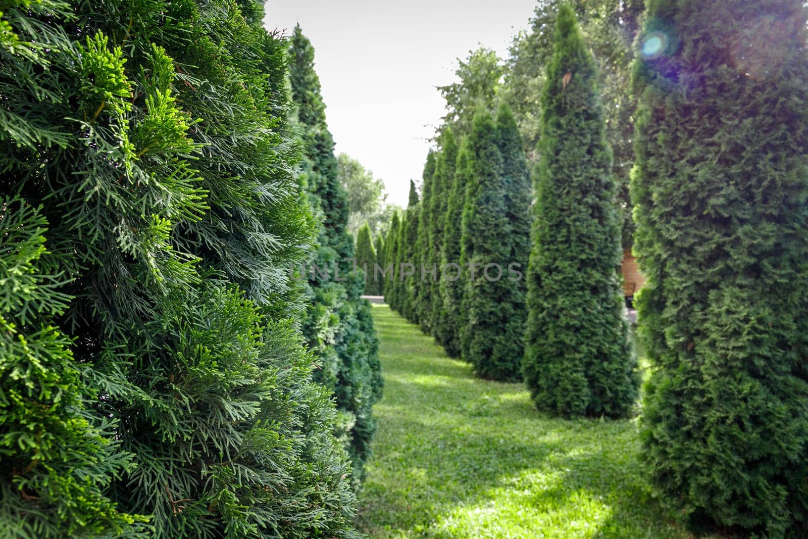 Close-up of thuja branches against the smoothed background of the rest of the trees standing behind along the park. High quality photo