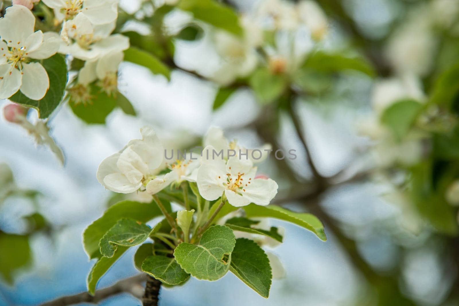 Close-up of fruit white flowers tree leaves in sping time.