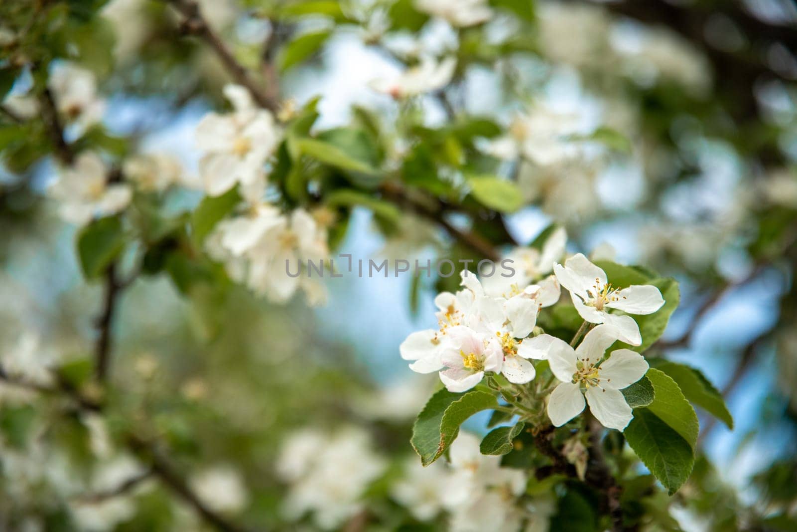 Blossoming of apple, cherry and other fruit trees in spring season.