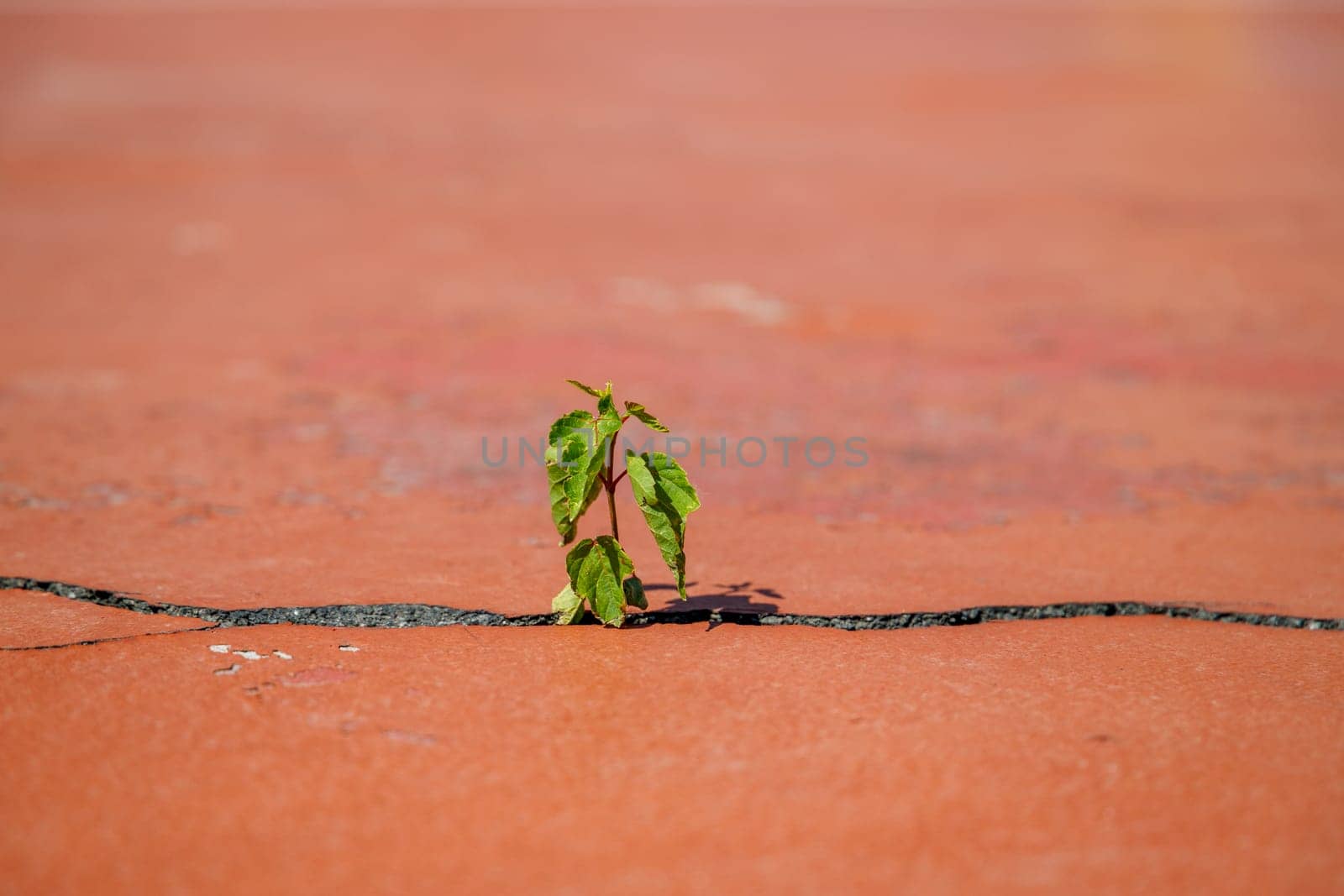 A small green and strong sprout with great vitality grows through a crack in the asphalt by Rom4ek