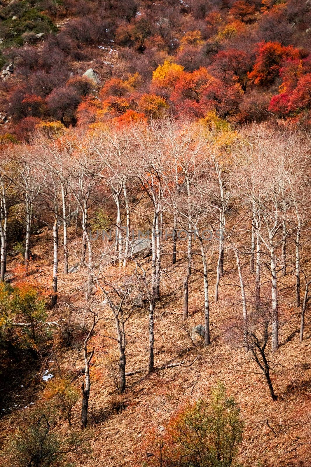 Autumn vertical landscape with colorful foliage on trees and bare birches.