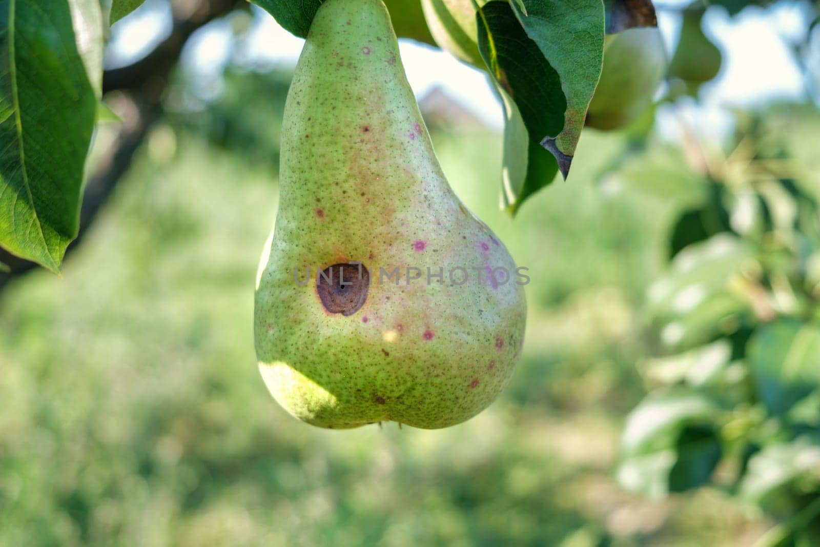 Pears with rot on the tree. download photo