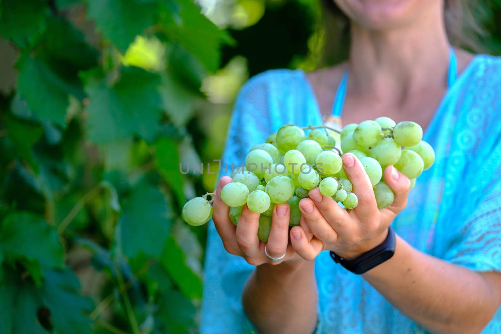 The young woman shows a heap of white grapes harvested by herself in a white grapes vineyard. biological concept id , organic food and fine wine handmade by igor010