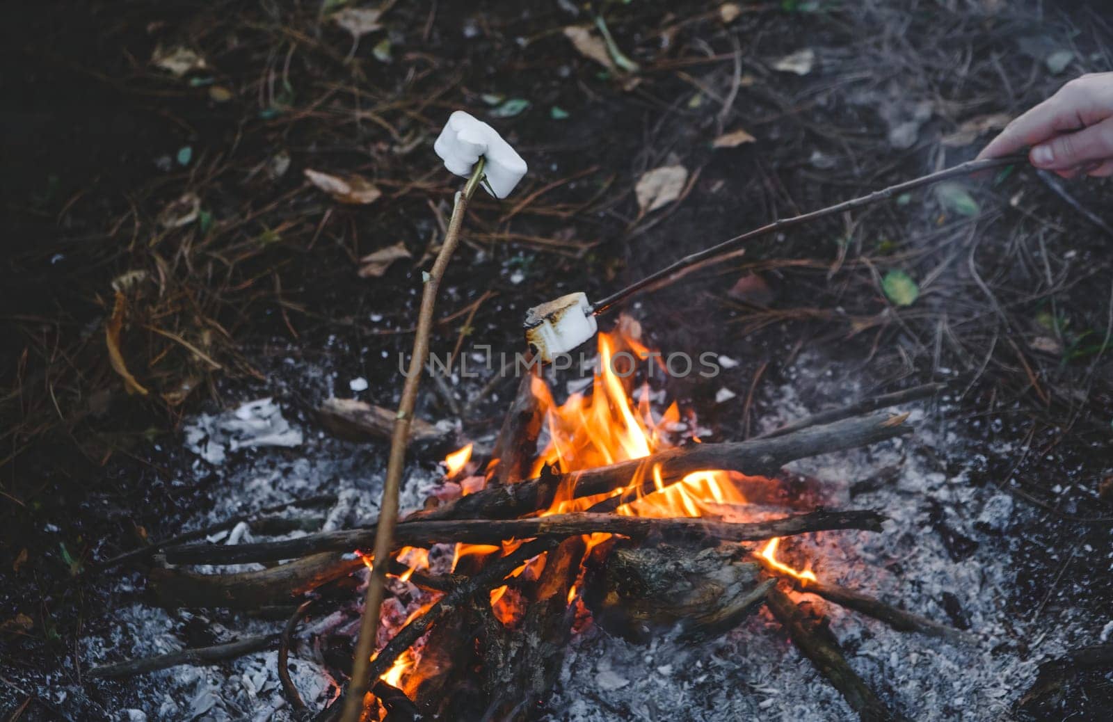 Marshmallow roasting hand drawn. Marshmallows on skewers in night camping fire. Wood campfire background by igor010