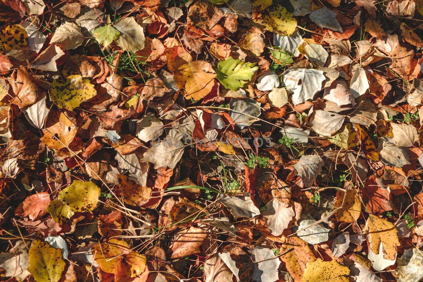 Group of various autumn fallen leaves in red and orange colors lying on ground isolated, dump of different leaves, autumn concept. download photo