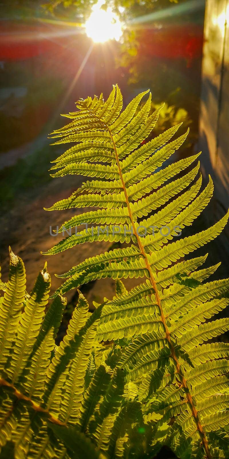 Wild natural green fern leaf in the backlight of the setting sun. by feoktistova