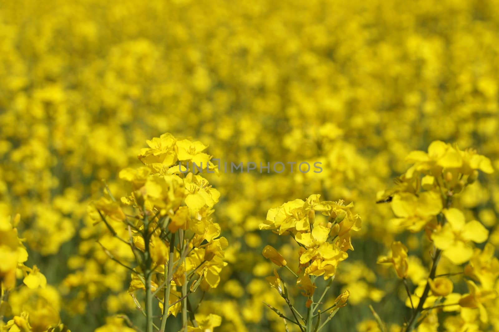 Blooming rapeseed closeup for yellow floral background.