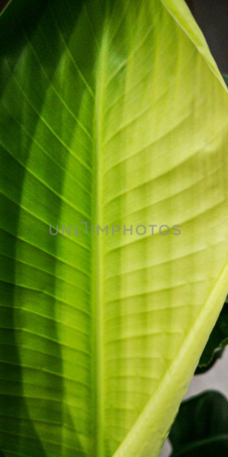 A newly blossomed tropical palm leaf with gradation of shades of green. mobile screen saver, story template, tropical background.