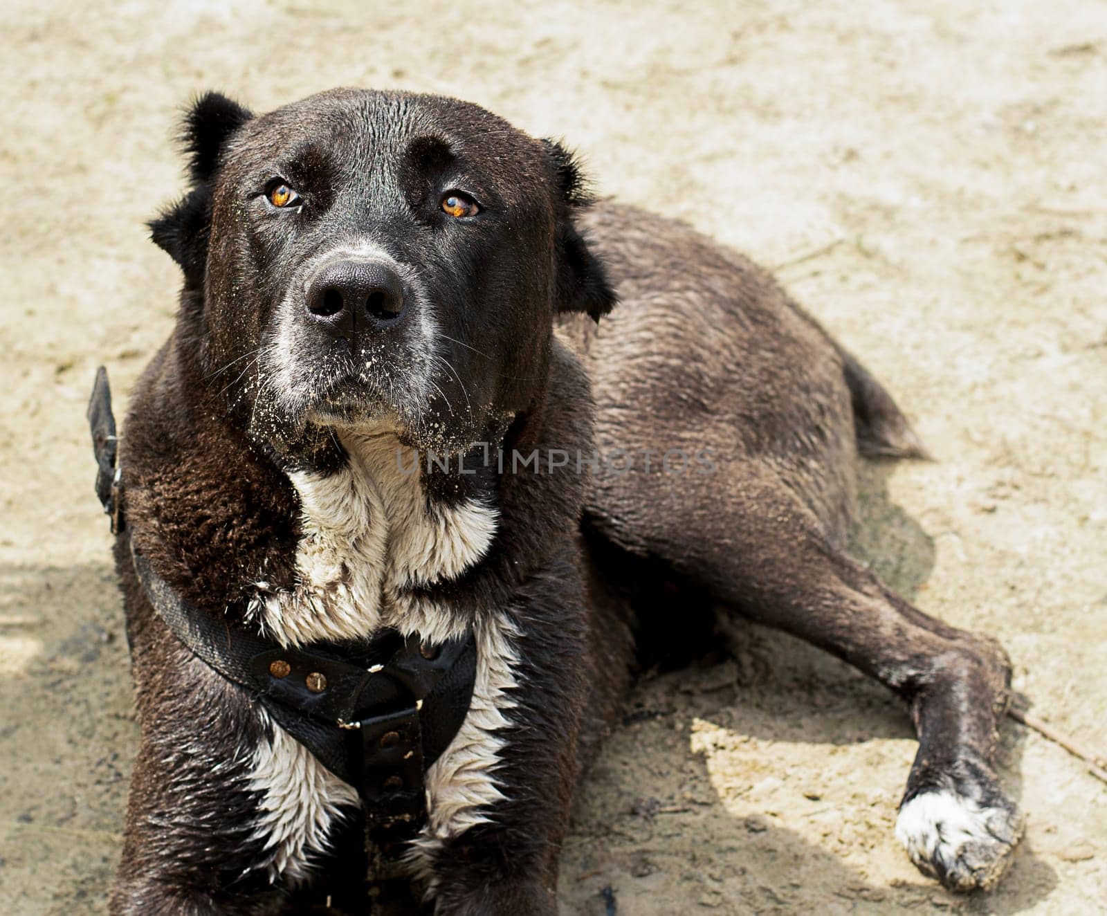 Animals. A large black dog of the Alabai breed lies wet on the dirty sand near the river in the forest and is waiting for its owner. horizontal