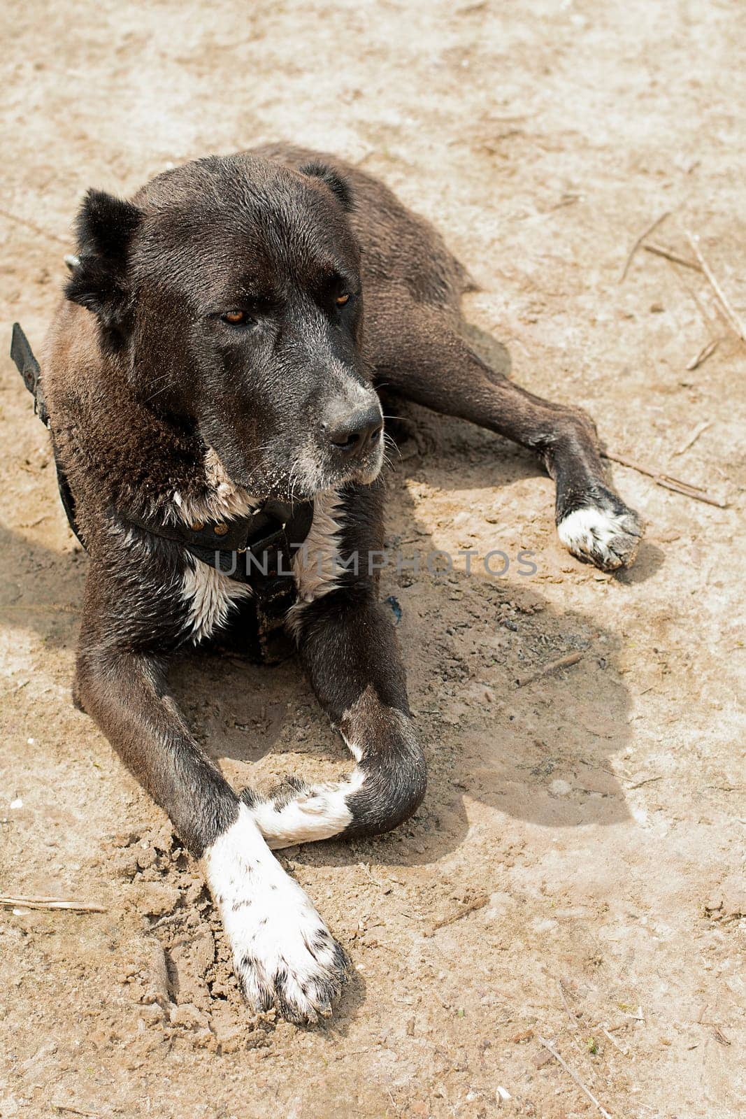 Animals. A large black dog of the Alabai breed lies wet on the dirty sand near the river in the forest and is waiting for its owner. vertical