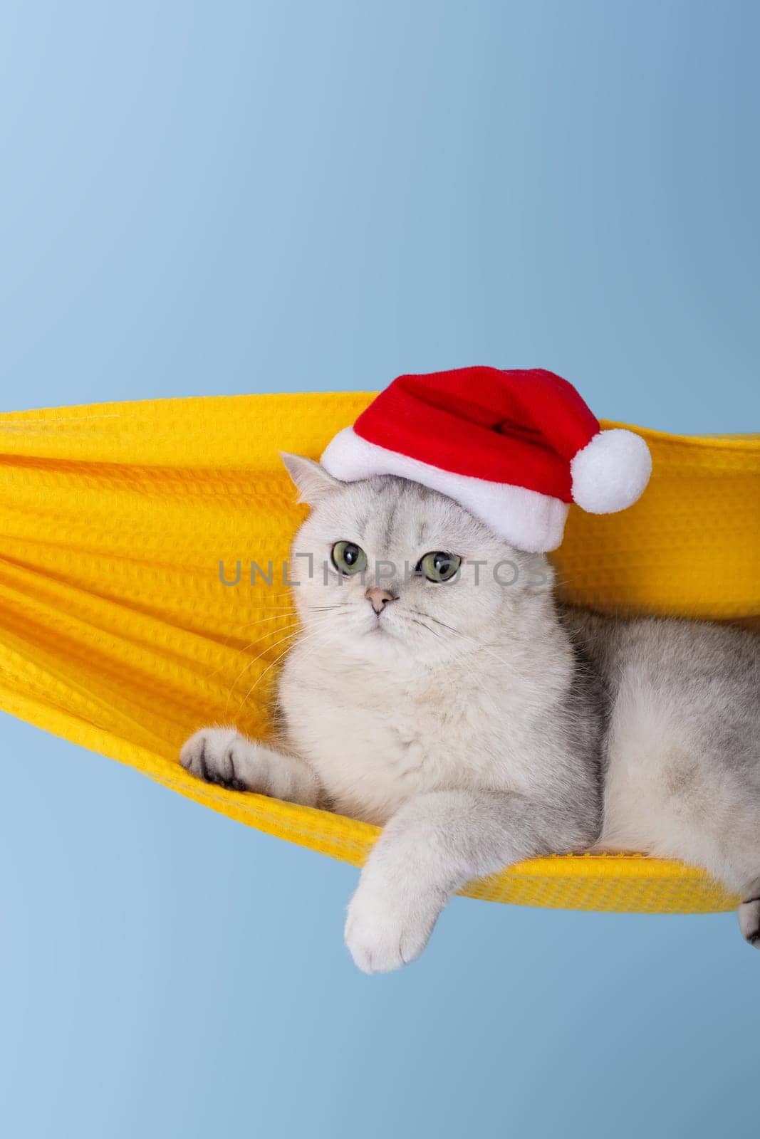 Cute white british cat in a red Santa Claus hat, resting in a yellow fabric hammock, isolated on a blue background, looking away. Vertical. Close up. Copy space