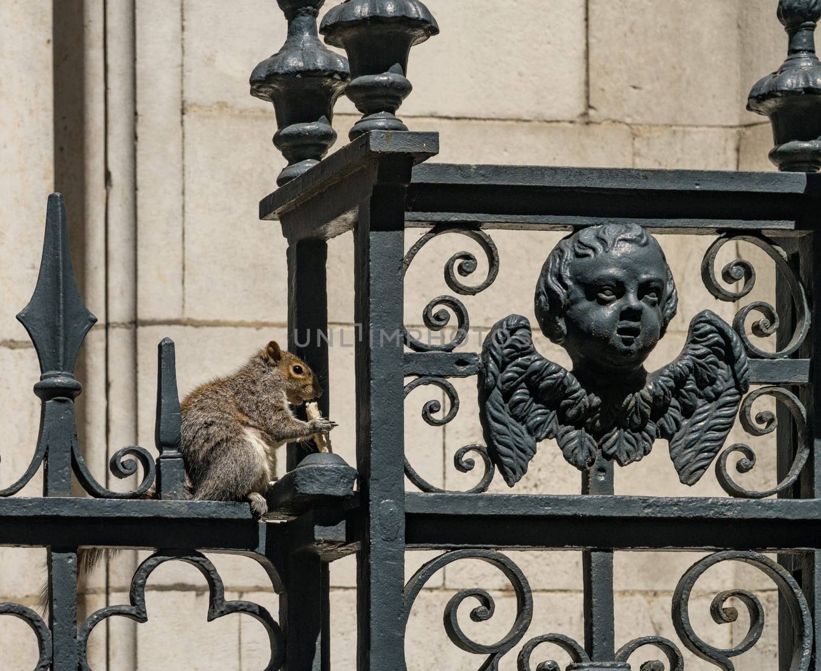 Small english gray squirrel nibbling bread on ironwork fence surrounding church in London
