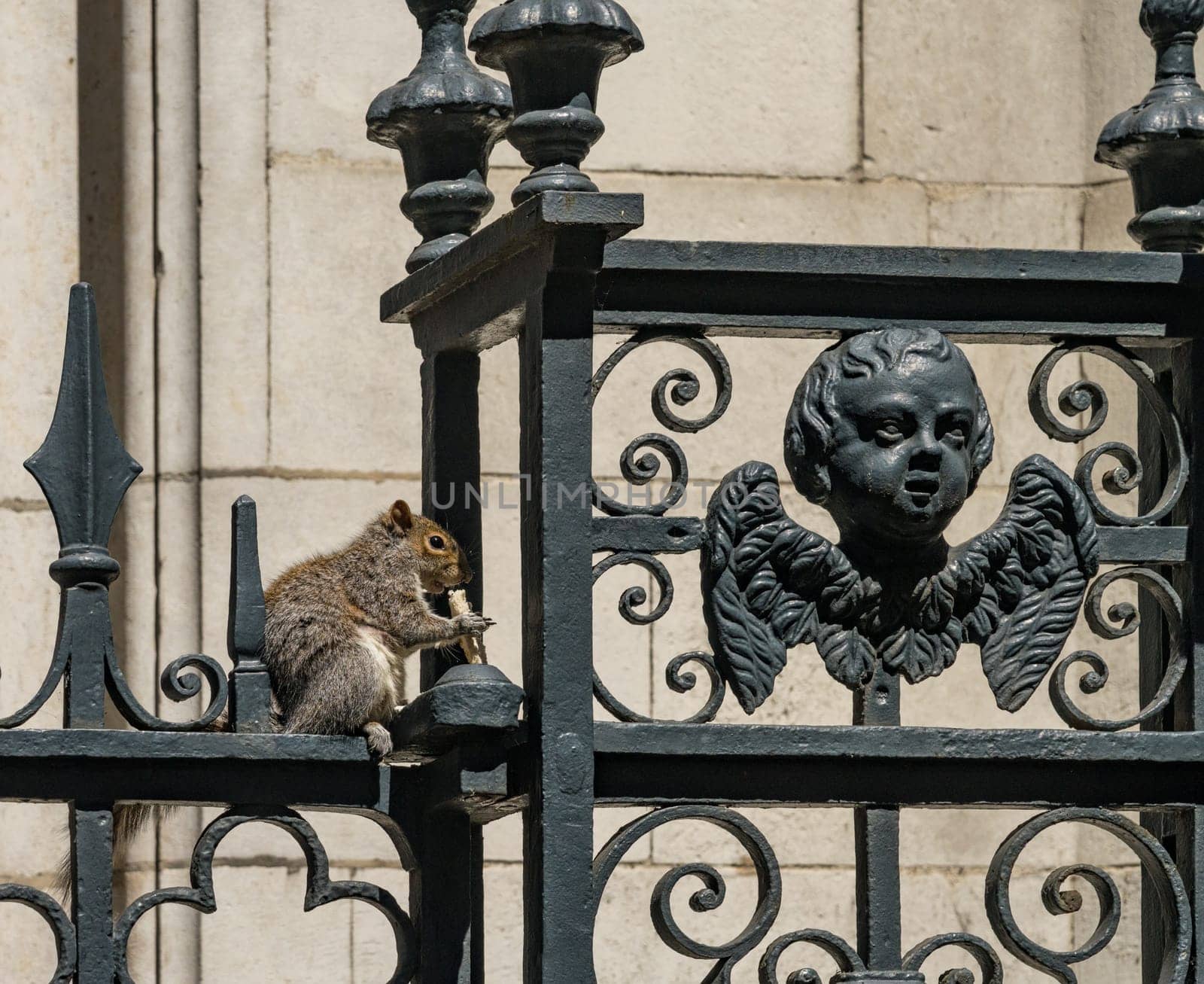 English grey squirrel eating bread on iron railing by steheap