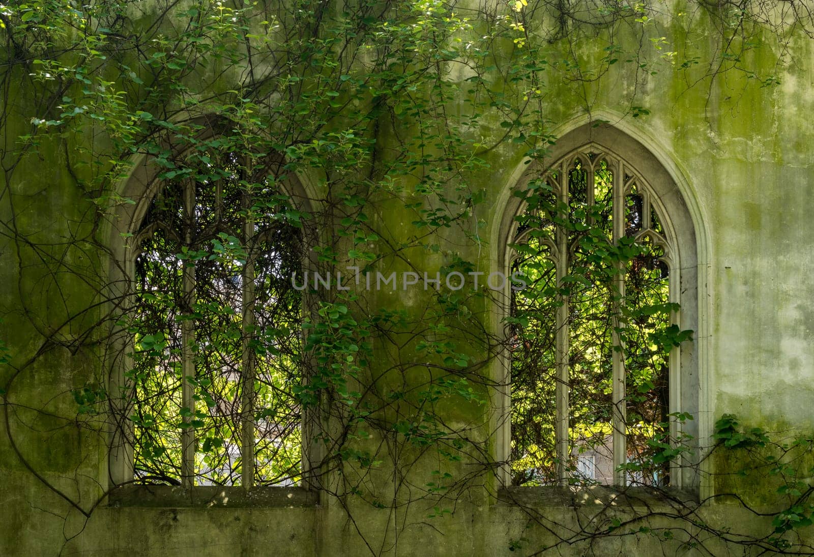 Creeping plants over the empty windows of St Dunstan church by steheap