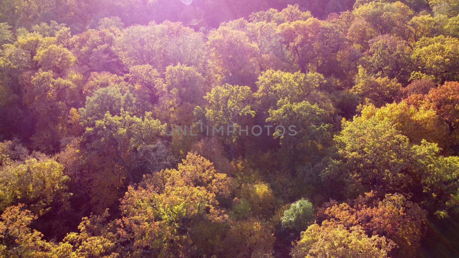 Landscape of treetops with yellow leaves on sunny autumn day. Flying over trees and people walking paths in park. Aerial drone view. Top view. Beautiful natural background. Nature fall. Red sun glare