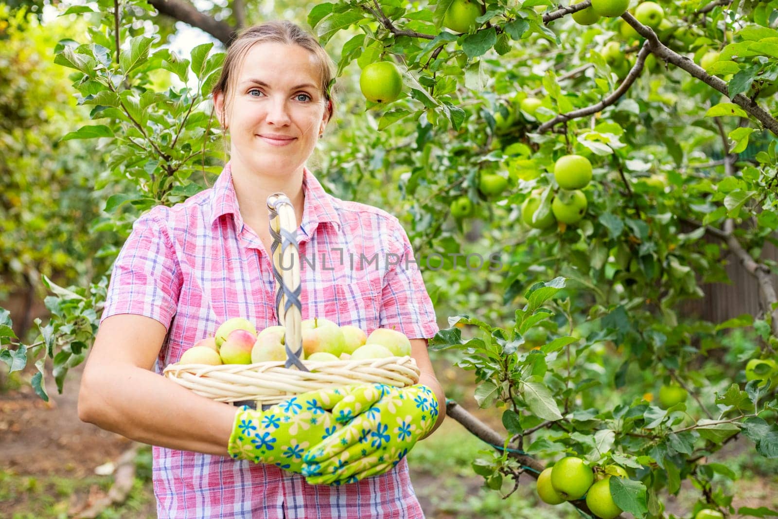 Woman farmer in gloves with freshly picked ripe apples in a wicker basket by andreyz