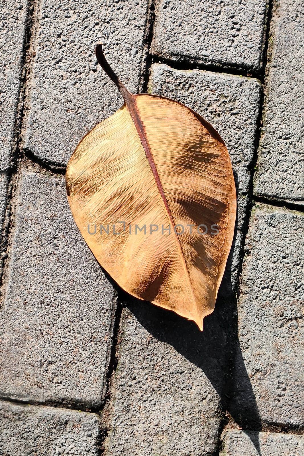 Exotic dry brown leaf lies on cobblestone path, close-up, top view, vertical frame