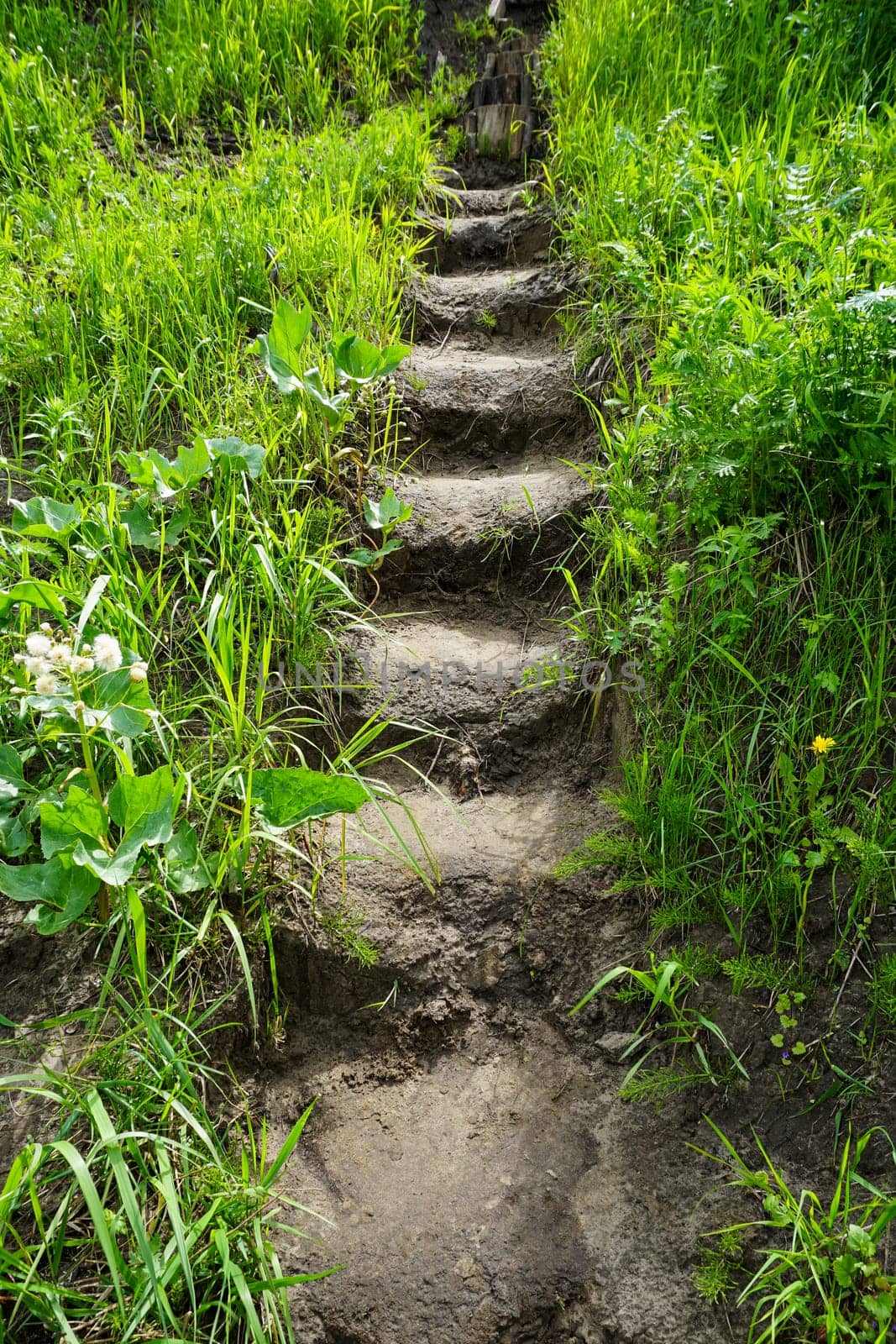 A ladder made of earth is made up among the green grass. High quality photo