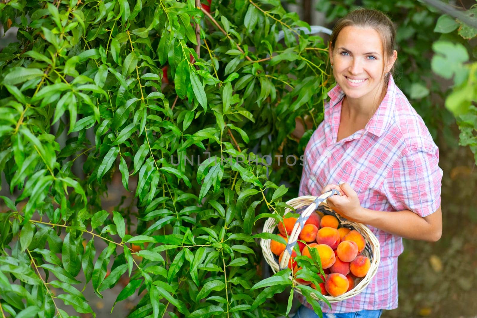 Harvesting peaches. Woman farmer picks ripe peaches ripe peaches from tree into basket in the garden.