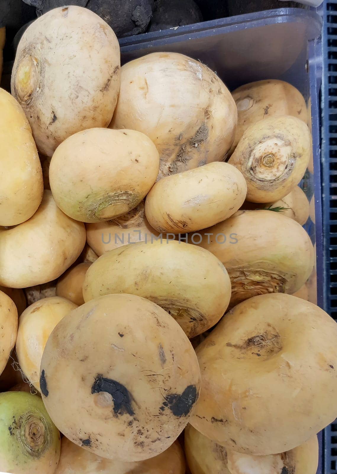 Close-up of white organic turnips on the counter in the vegetable market, sale of organic farm vegetables, vertical photo.