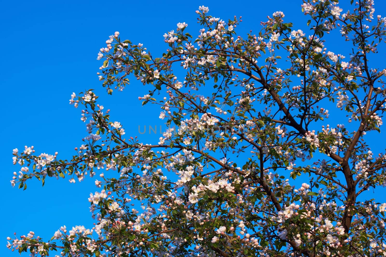 apple blossom, a blooming apple tree on a blue sky background. White flowers bloom in spring. Background with flowers.ssom in the garden against the blue sky