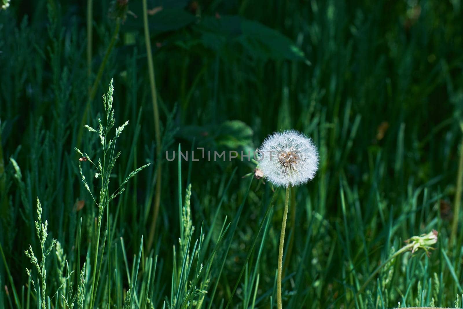 Closed dandelion bud. White dandelion flowers in green grass. High-quality photography