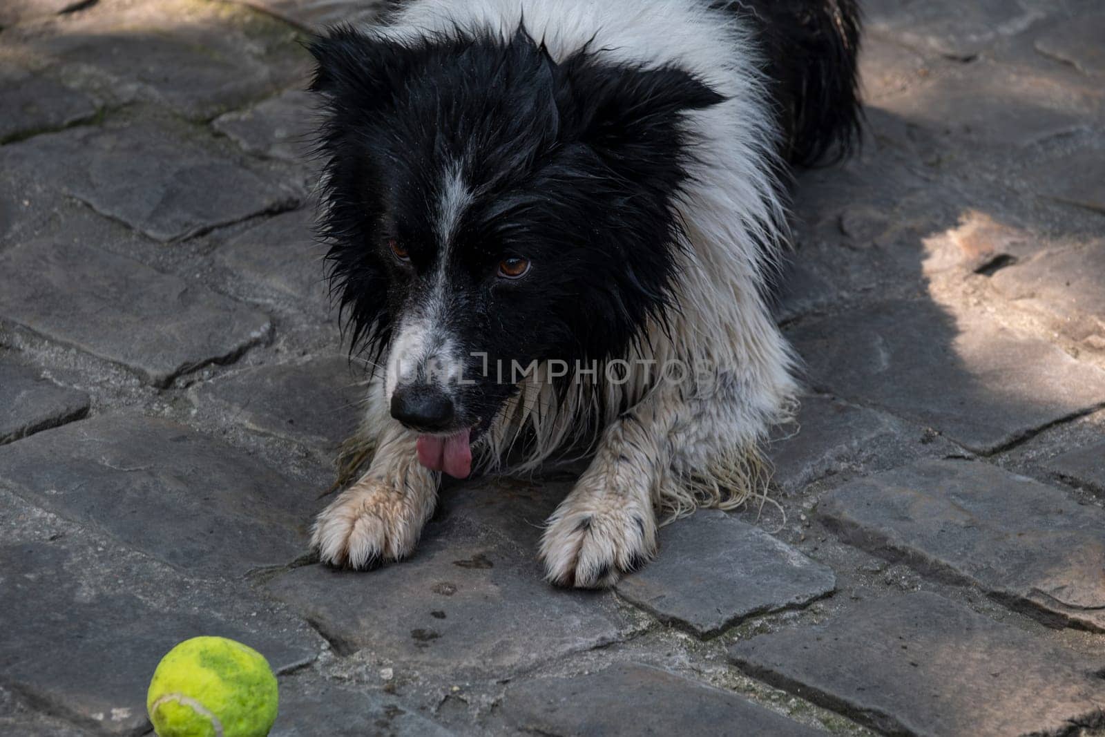 Playful, wet border collie crouches on cobblestone pavement with a tennis ball by its paws waiting for someone to throw it. Dog has its eyes intensely focused on the ball.