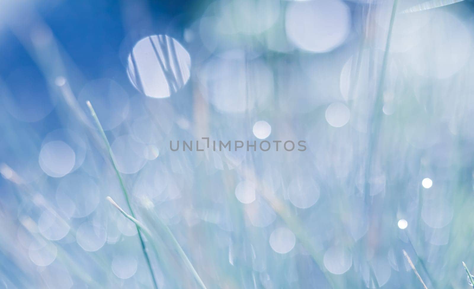 Soft focus ornamental grass with water drop. Blurred blue background