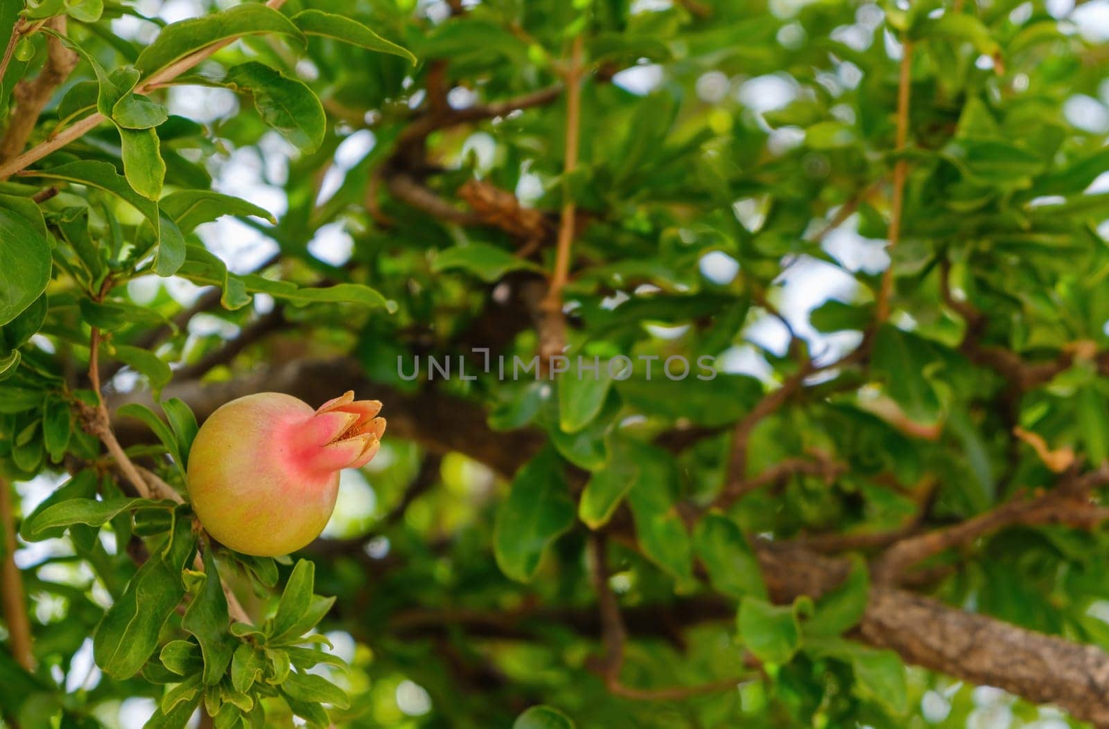 Pomegranate Fruit on Tree Branch. The Foliage on the Background by Renisons